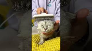 kisa got new toy for message cat pets kitten funny cute cuteanimal cutecat cutepet catlover [upl. by Krm]