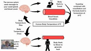 Thermoregulation Negative Feedback Loop [upl. by Yeslek]