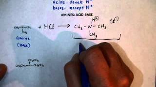 Amine Reactions AcidBase [upl. by Aleahc]