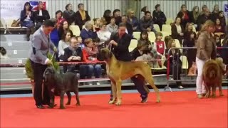 Exposition Canine Internationale Tarbes 2014 [upl. by Kylander155]