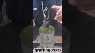 Bonsai tree grafting method unique l grafting shorts [upl. by Kliment]