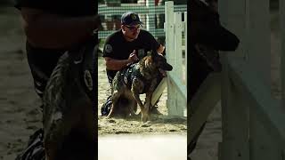 Check out these K9 Teams in ACTION 🐺🔥 [upl. by Yob]