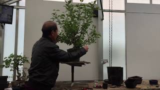 Creating Your Own Bonsai Tree  The Easy Guide By Peter Chan [upl. by Undry]