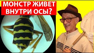 Какой Живой Монстр Живет Внутри Осы Полиста Уникальные Насекомые  Веерокры́лые Strepsiptera [upl. by Anirec]