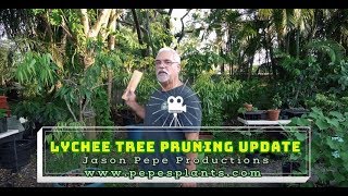 How to prune girdle and air layer fruit tree updates [upl. by Nnalyrehs313]