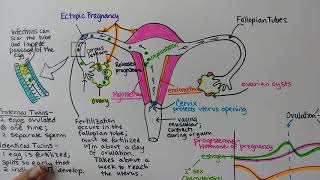 Female Reproductive System [upl. by Herzig]