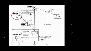 S6 BIOLOGY LESSON  PROCESS OF PHOTOLYSIS [upl. by Retrac]