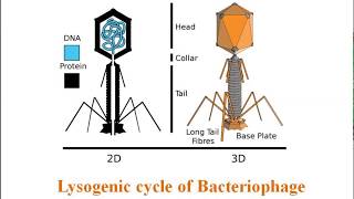 Lysogenic cycle of Bacteriophage [upl. by Eyar347]