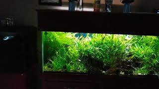 Fluval 30 planted Tank Light Is this light worth the money [upl. by Boycey330]