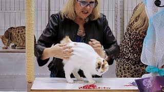 CFA International Show 2018  Japanese Bobtail kitten class judging [upl. by Anwahs]