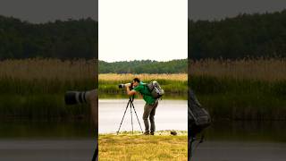 Nikon Z7II with Bird photography nikon shots birdsphotography nikonz7ii wildlifephotography [upl. by Strang]