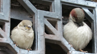 Sparrow Chirping [upl. by Jadda]