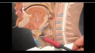 structure of epiglottis amp glottis [upl. by Enirahtac943]