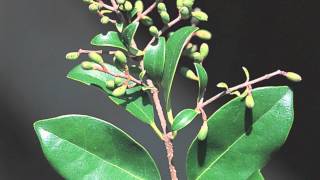 Ligustrum Japonicum [upl. by Belding]