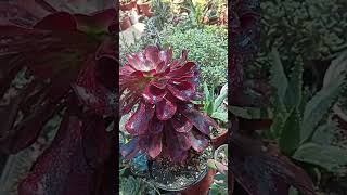 aeonium medusa [upl. by Seema]