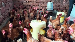 HOW TO MAKE MILLIONS WITH POULTRY FARMING [upl. by Ellehcam806]