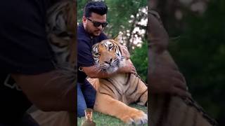 Tiger lover telling video India toviral to video and subscribe Tiger love trending video🥰 [upl. by Auot]