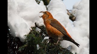 клест еловик Loxia curvirostra Red crossbill Moscow 2018 [upl. by Angadresma452]