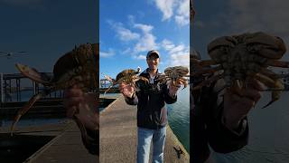 Best Crabbing Day At Westport WA shorts [upl. by Khai]