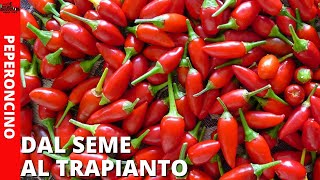 COLTIVARE PEPERONCINO DALLA SEMINA AL TRAPIANTO [upl. by Crispin758]