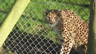 Duma the Cheetah Says quotMeowquot and Walks Away [upl. by Anyaj]