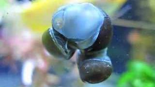 Olive Nerite Snails Mating [upl. by Yekciv320]