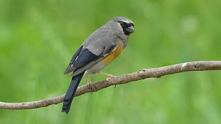 灰鷽灰頭灰雀Greyheaded Bullfinch [upl. by Annoyt]