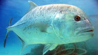 Facts The Giant Trevally [upl. by Tracy]