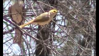 Whiteplumed Honeyeater [upl. by Amato]