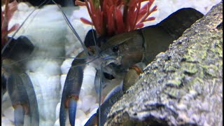 Keeping and breeding Crayfish easiest guide [upl. by Emerald]