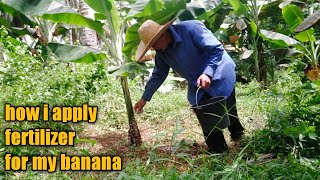 how i apply fertilizer to my bananalakatansabalatundanpart 1 [upl. by Farl]