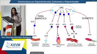 Intoxicaciones por Organofosforados Carbamatos y Organoclorados  Doctora Clara Inés Manrique R [upl. by Chucho]