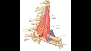 Scalenus anterior amp medius exercises [upl. by Anawyt]