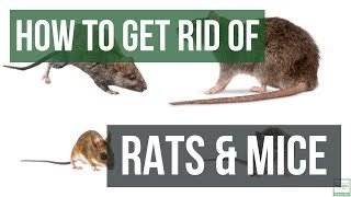 How to Get Rid of Rats and Mice Guaranteed 4 Easy Steps [upl. by Burg221]