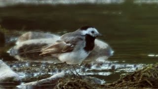 Vögel und ihre Stimmen  Bachstelze [upl. by Haroldson616]