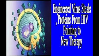 Engineered Virus Steals Proteins From HIV  Pointing to New Therapy [upl. by Htez]