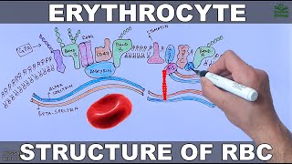 Erythrocytes  Structure and Diseases [upl. by Mixam]