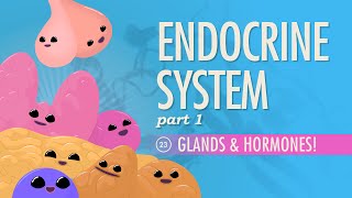 Endocrine System Part 1  Glands amp Hormones Crash Course Anatomy amp Physiology 23 [upl. by Vallo]