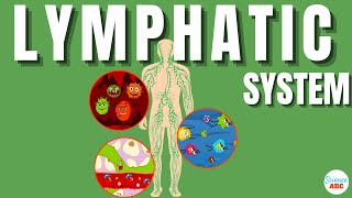 Lymphatic System Explained In Simple Words [upl. by Sabec]