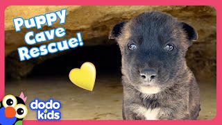 Can Rescuers Save Puppies Stuck In A Cave AND A Tortoise Den  Dodo Kids  Rescued [upl. by Akirahs]