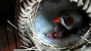 Feeding Baby Finches [upl. by Zebadiah]