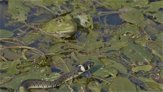 Encounters between small grass snakes and large frogs  Kleine Ringelnattern treffen grosse Frösche [upl. by Grimes]