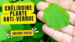 Chélidoine la plante antiverrue [upl. by Jourdan]