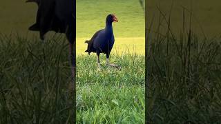 Purple Swamphen Beautiful Sounding Bird [upl. by Zara]