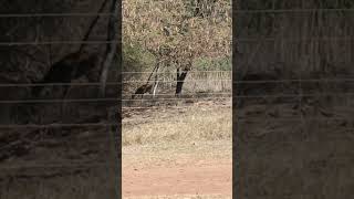 wildlifebushbuck with babyshortsvideoviralsouth africa [upl. by Neelcaj]