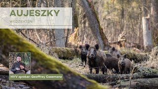 HVVwebinar wildziekten de ziekte van Aujeszky [upl. by Akissej537]