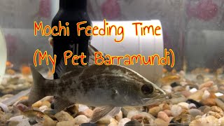 Tank TV  Pet Barramundi Live Fish Feeding [upl. by Bolger]