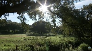 Un respiro en la Sierra de Aracena y Picos de Aroche Huelva [upl. by Enytsirk]