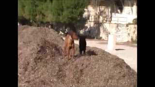 Dogs playing on Beach Oasis  French Riviera  Rhodesian Ridgeback Zola amp friends [upl. by Ahsietal]