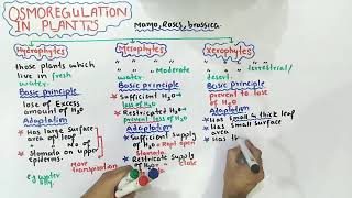 Osmoregulation in plants  mesophytes xerophytes And hydrophytes  Class 12 Biology [upl. by Rowell740]